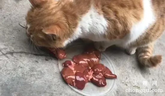 猫咪吃鸡肝有什么好处？猫咪过食鸡肝的危害