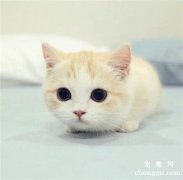 过敏体质的主人如何养猫呢