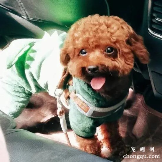 泰迪犬的智商如何