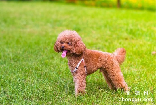 泰迪犬怀孕几个月