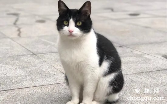 猫咪为什么会缺钙？如何为猫咪补钙呢