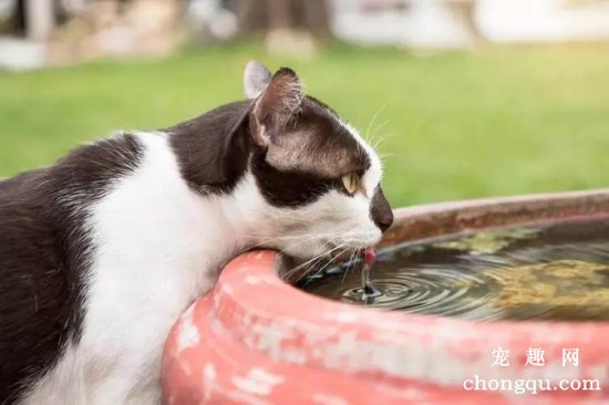 冬天寒冷如何让猫咪多喝水？