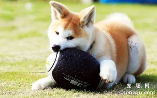 秋田犬拉肚子怎么办