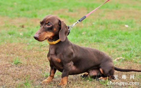 腊肠犬聪明吗