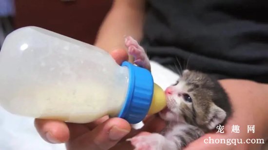 没长牙的刚出生的幼猫怎么喂食？