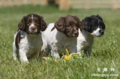 英国史宾格犬智商高吗