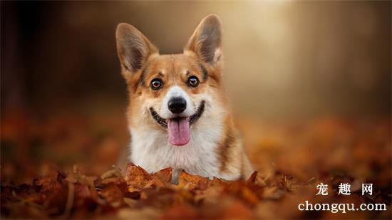 柯基犬的颜色有几种