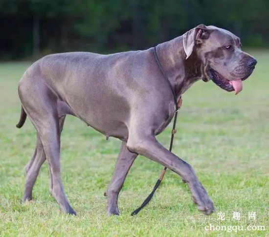 大丹犬能喝牛奶吗