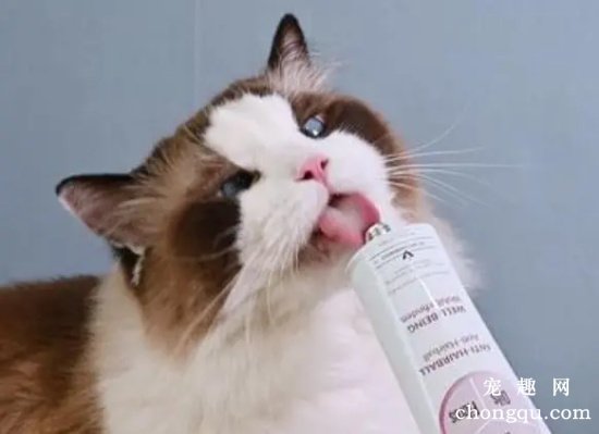 宠物猫使用化毛膏的一些注意事项