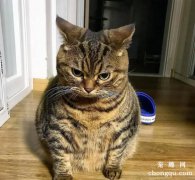 饲养狸花猫的误区你都知道吗？