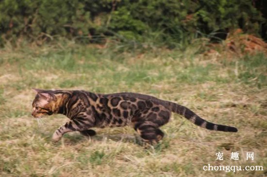 孟加拉豹猫好养吗？孟加拉豹猫的特点