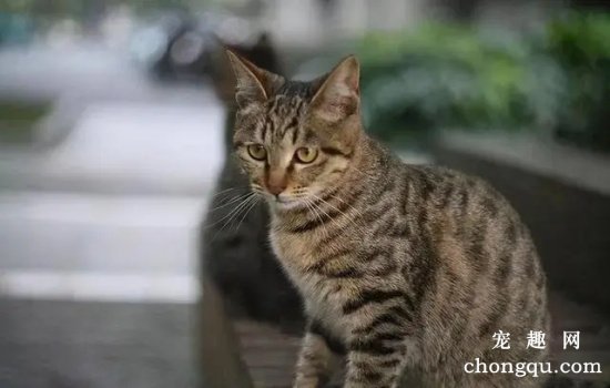 狸花猫吃什么？狸花猫喂养注意事项