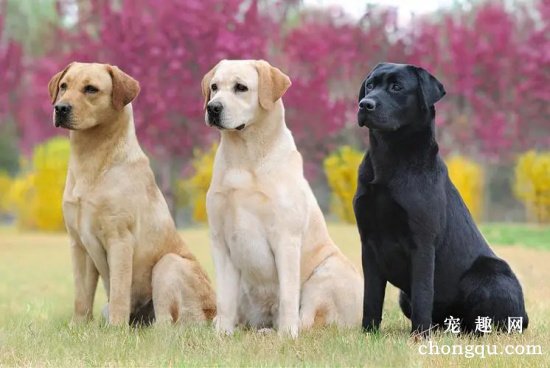 拉布拉多是大型犬吗