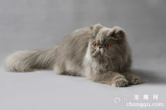 宠物猫脾气坏怎么办？大多是因为情绪受刺激而引起的