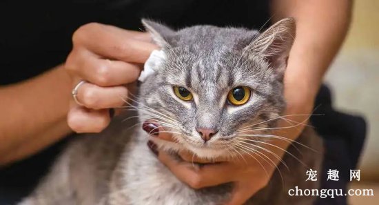 宠物猫耳朵发臭是什么原因？怎么清理耳朵？