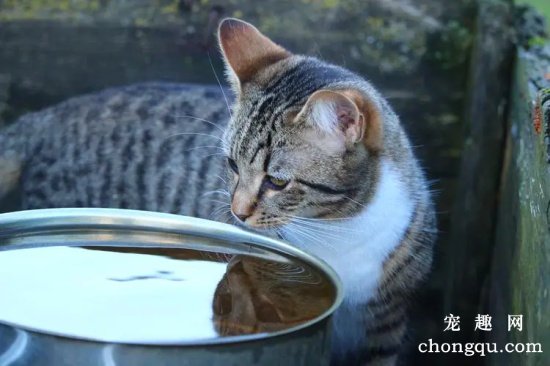 夏天怎么预防宠物猫得空调病？