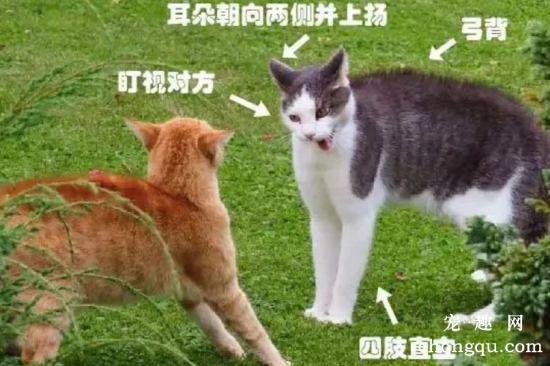 猫咪常打架互踹，就是关系不好，水火不容？