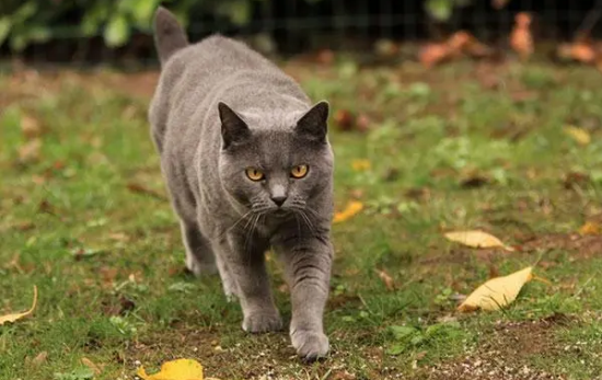 养猫再也不怕吵闹？5个超级安静的猫咪品种推荐