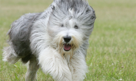 适合家养的犬种？根据自己的喜好来选择