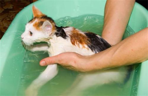 家猫多久洗一次澡?揭秘正确的猫咪洗澡频率及其重要性