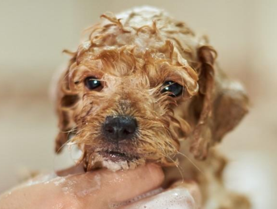 狗多长时间洗一次澡合适