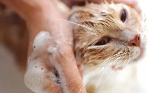 猫咪多长时间洗一次澡比较好