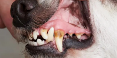 宠物狗洗牙多少钱一次