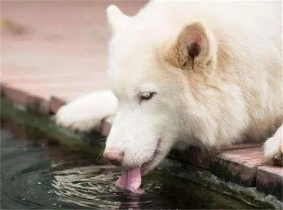 狗狗喝水多尿多咋回事