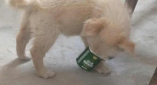 狗狗喝酸奶好不好