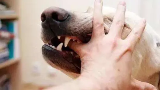 如何训练狗狗不咬人？根据这6个方法，从小抓起