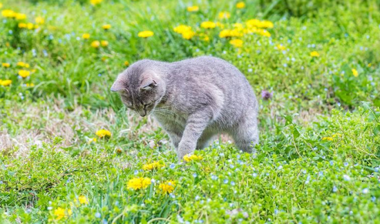 猫拉绿色稀便是猫瘟吗