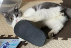 猫爱咬拖鞋怎么办