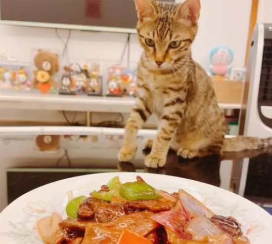 猫可以吃猪肝吗