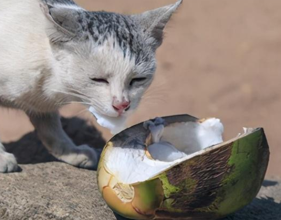 猫可以吃椰子肉吗