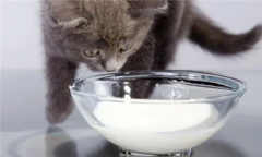 猫喝牛奶行吗