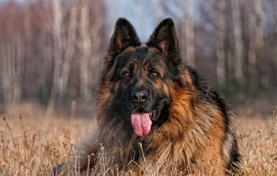 犬骨炎病因与防范措施