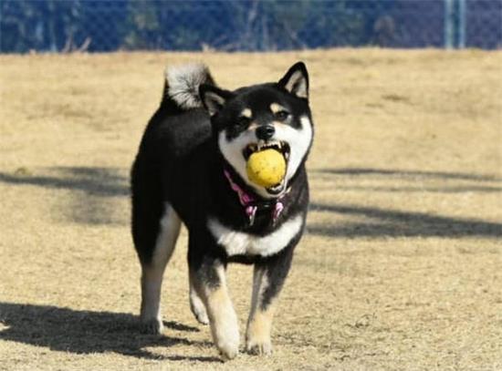 狗狗低血糖病因和临床症状