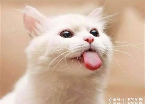 猫睡猫砂盆是什么原因