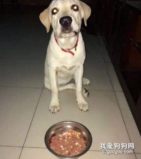 拒食训练