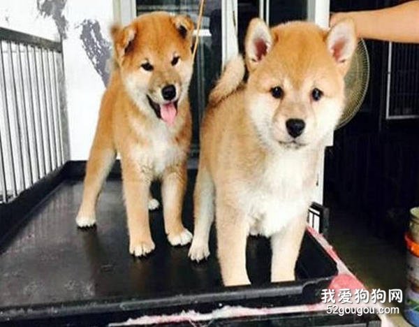 挑选柴犬