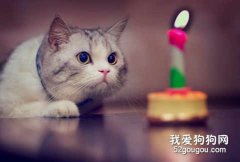 <b>给猫咪洗澡的正确顺序</b>