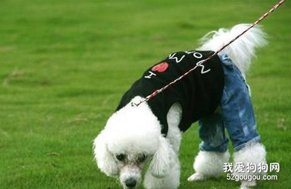 贵宾犬