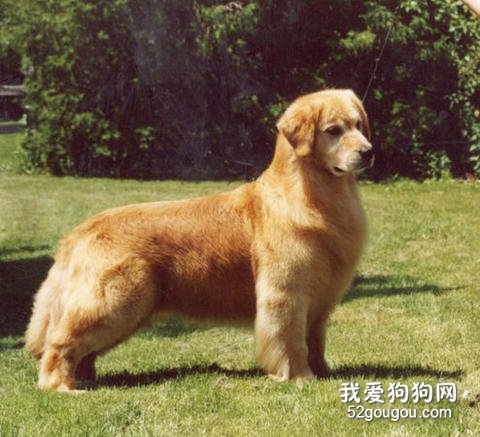 金毛寻回犬美容