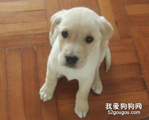 2个月幼犬