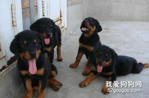 选购罗威纳幼犬