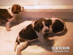 如何饲养猎狐犬？