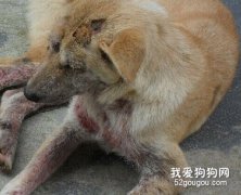 传染病患犬的护理