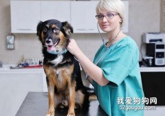 宠物医生实验诊断临床中的应用