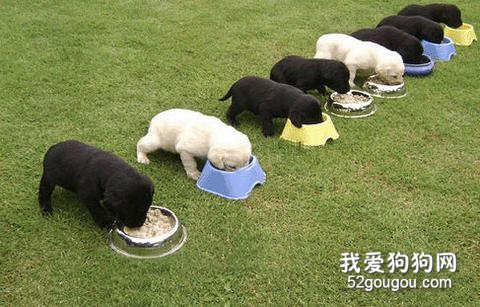 饲喂爱犬