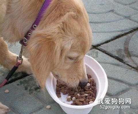 给狗狗喂食